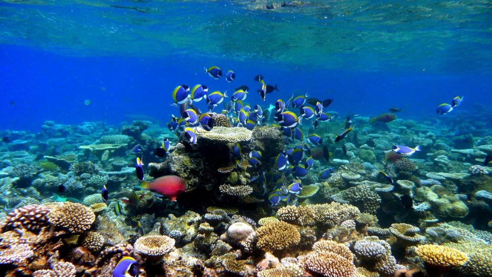 Coral reef with fishes wallpaper