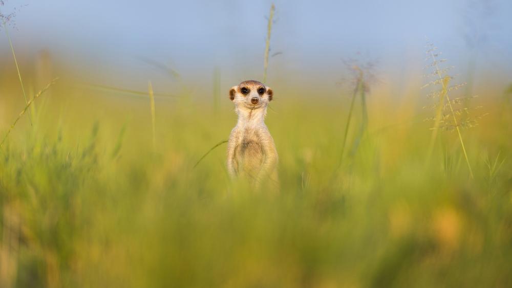 Meerkat in the grass wallpaper