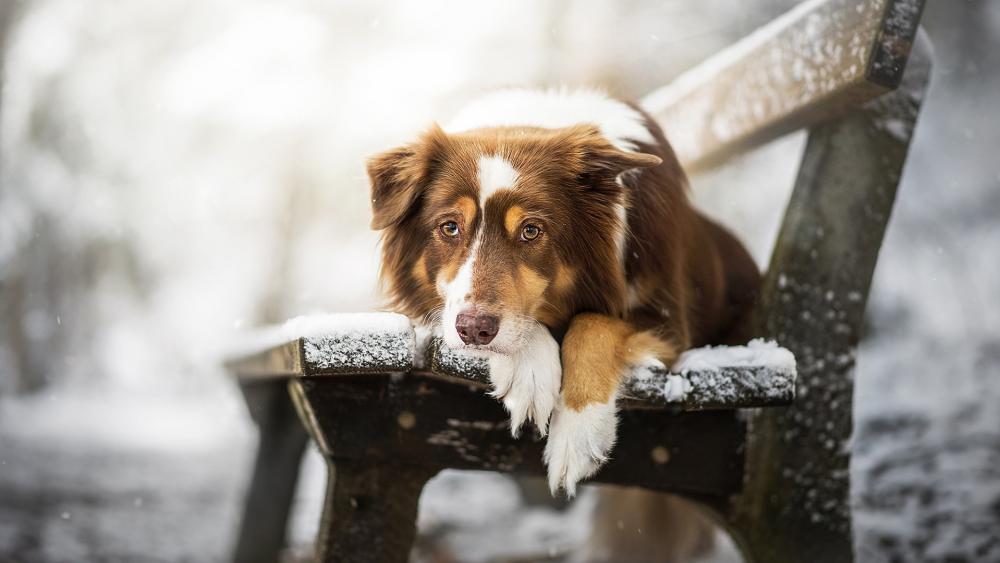 Brown and white Border Collie on a bench wallpaper