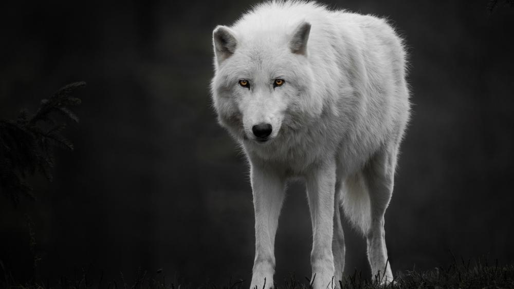 White wolf - Monochrome Photography wallpaper