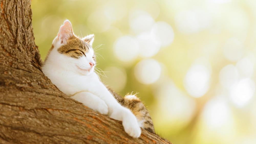 Kitten's Peaceful Repose in Nature wallpaper