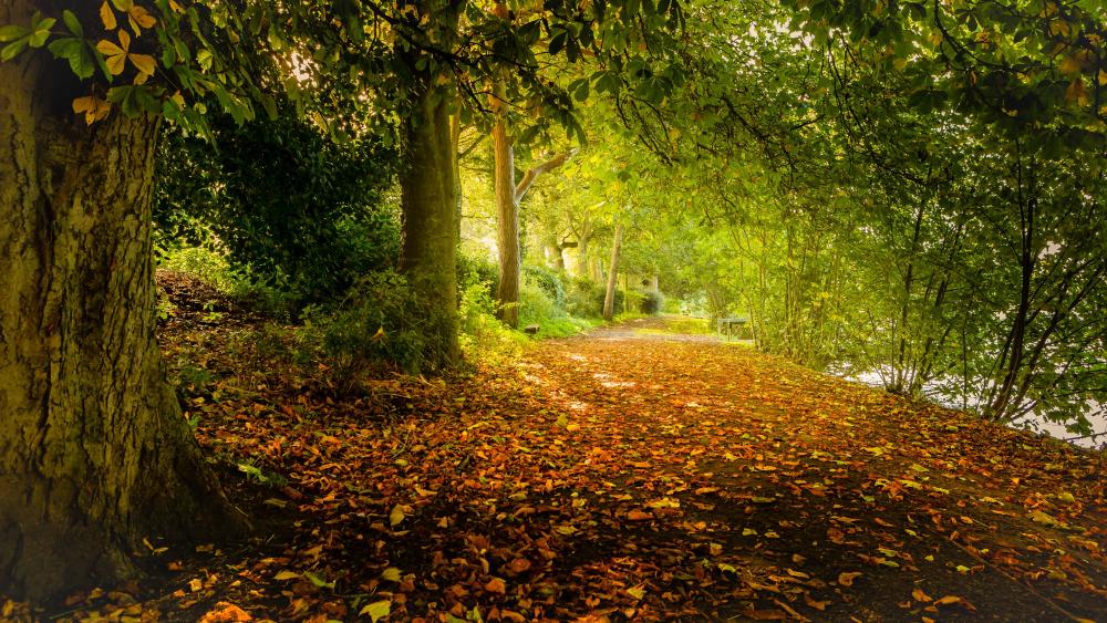 Autumn path wallpaper