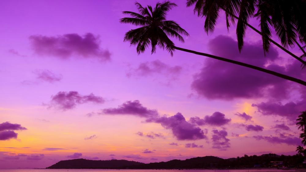 Purple sky with palms silhouette wallpaper