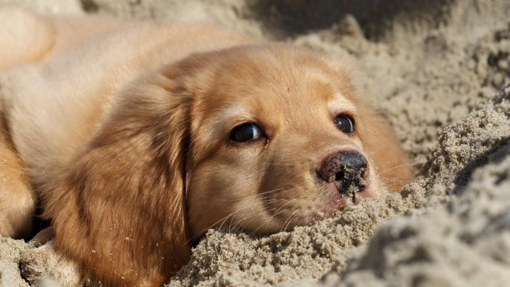 Golden Retriever puppy in the sand wallpaper