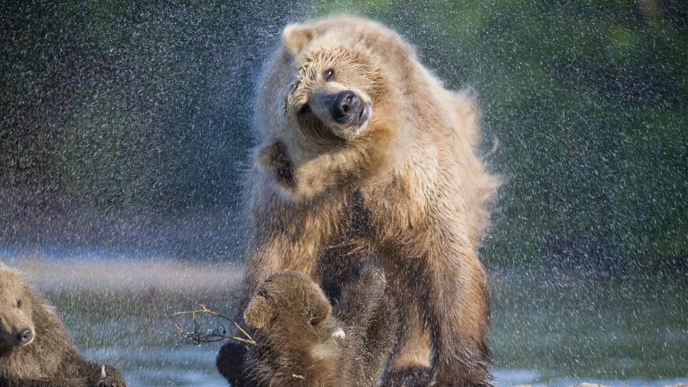 Wet bear wallpaper