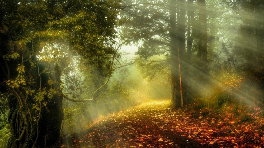 Mystical autumn sun rays in the forest wallpaper