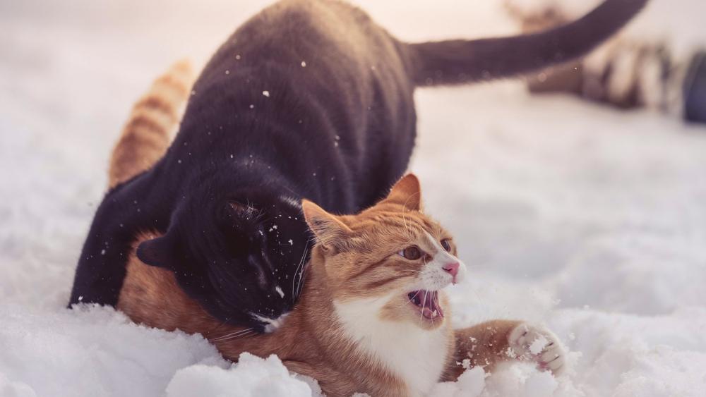 Cat fight in the snow wallpaper