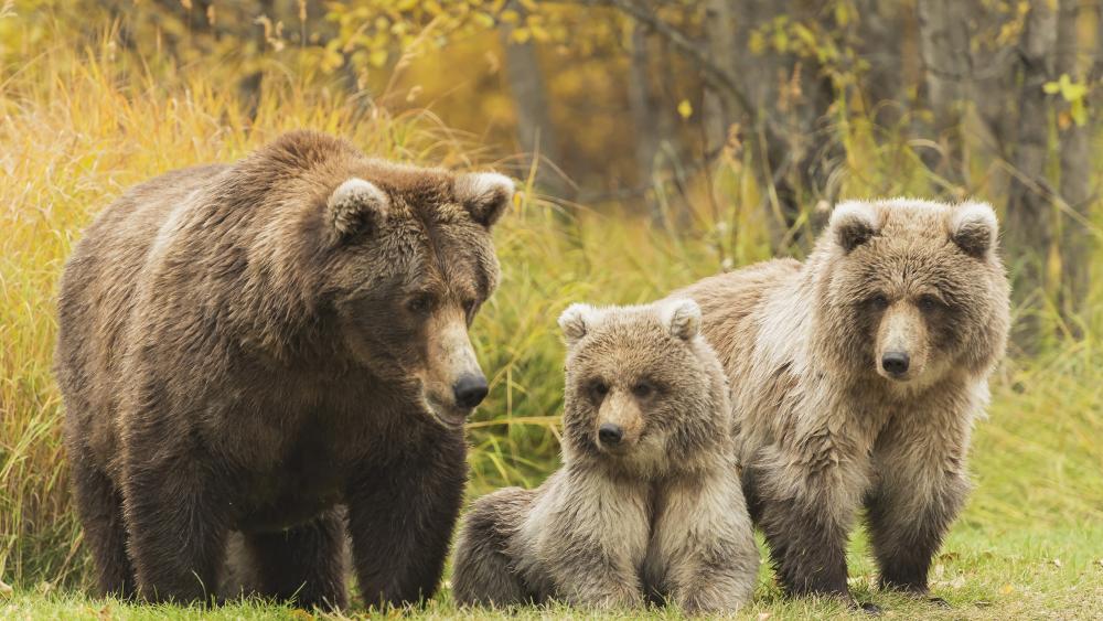 Bear family wallpaper