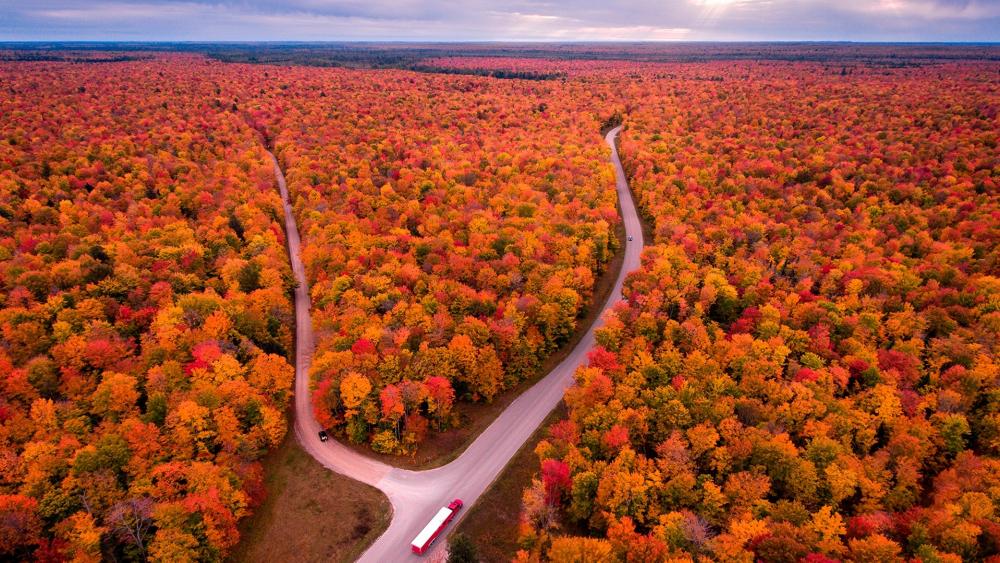 Michigan autumn forest wallpaper