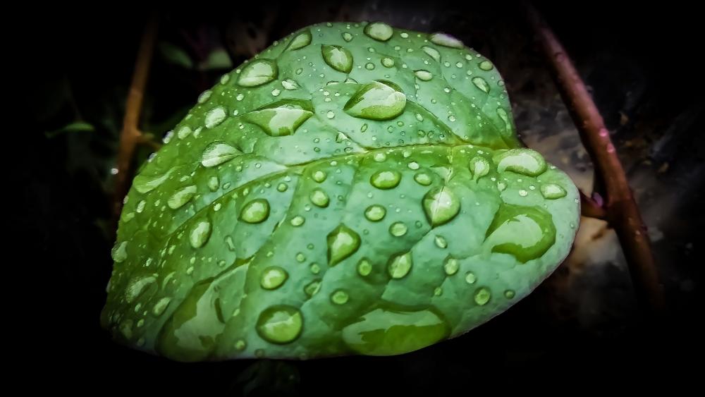 Raindrops on a green leaf wallpaper