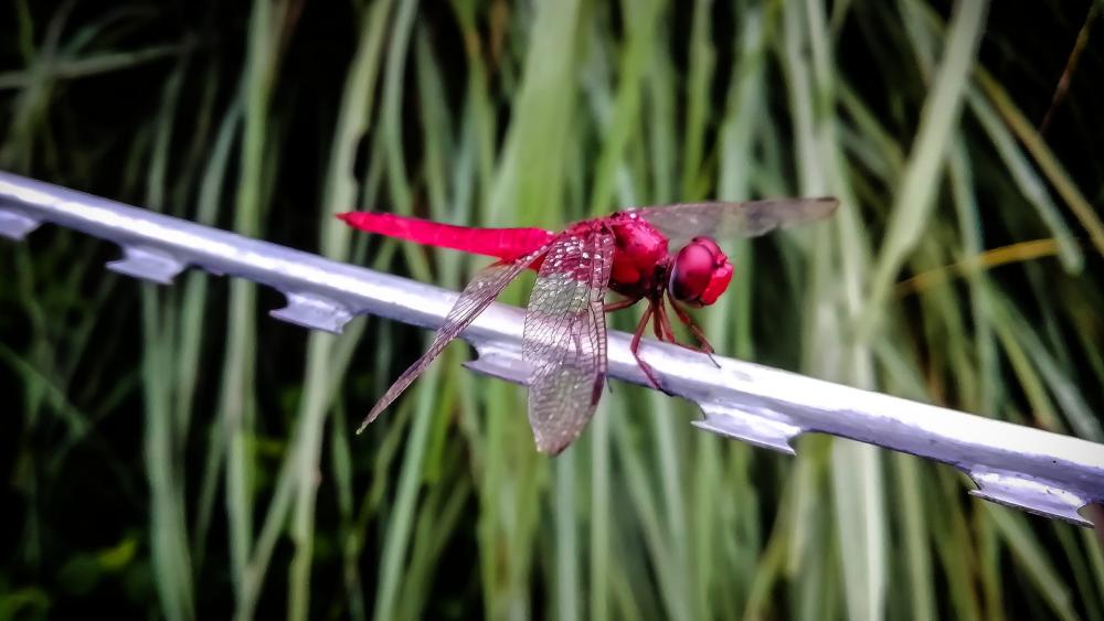 Red dragonfly wallpaper