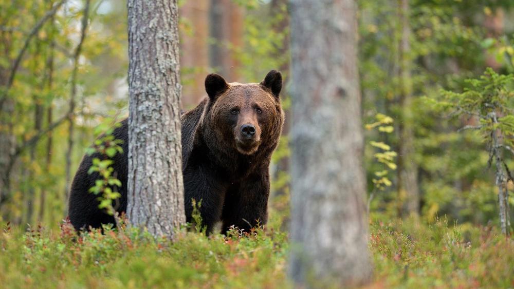 Bear in the forest wallpaper