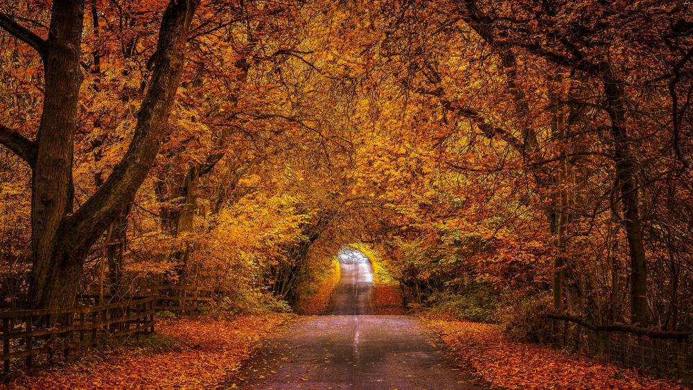 Autumn road wallpaper