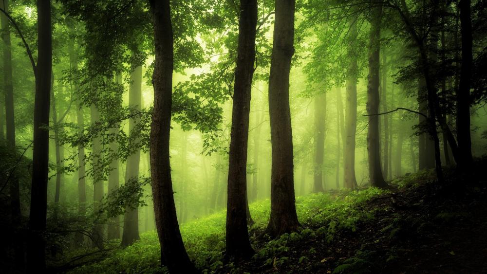 Forest in the green mist wallpaper