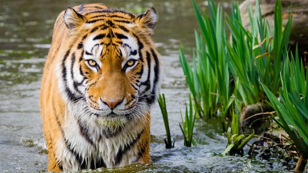 Tiger in water wallpaper