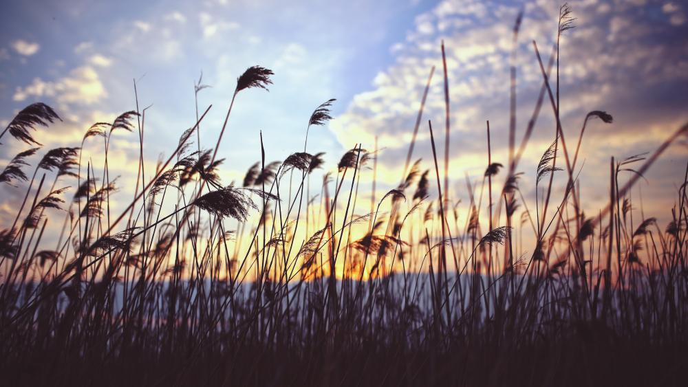Sunset in the reeds wallpaper