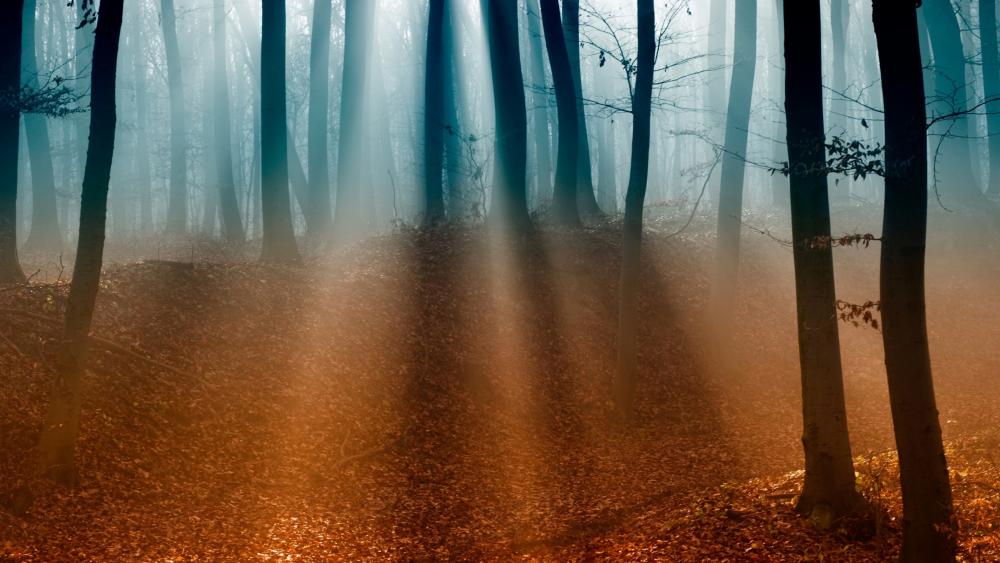 Foggy fall forest wallpaper