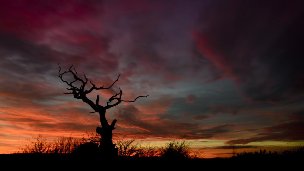 Lone dried tree silhouette in the sunset wallpaper