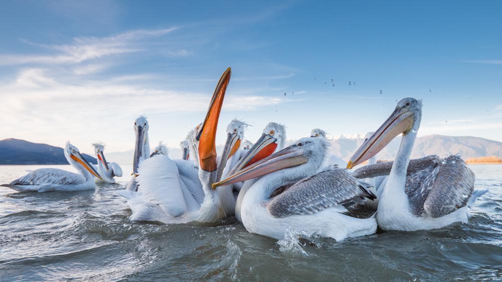Pelicans in the water wallpaper