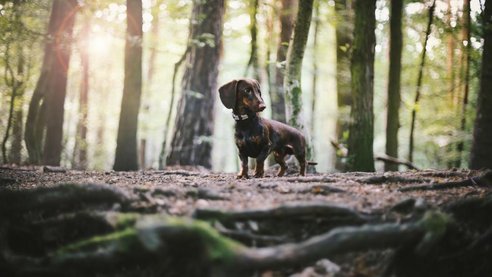 Dachshund in the forest wallpaper