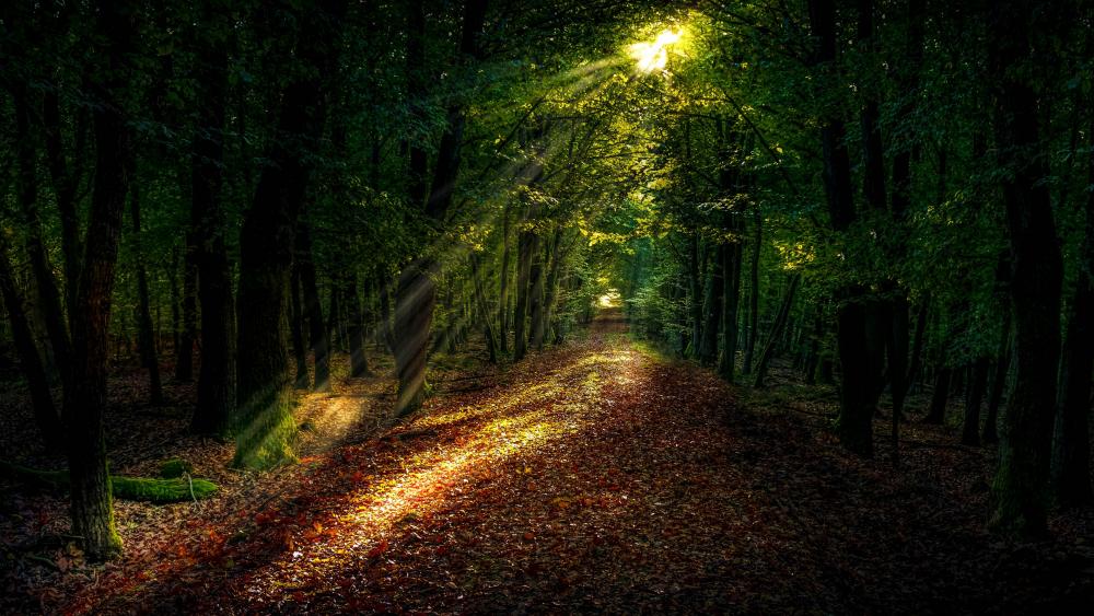 Sunrays in the forest path wallpaper