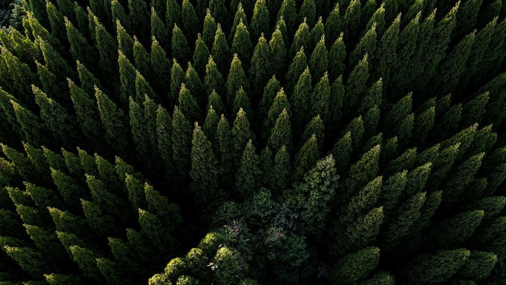 Evergreen forest drone photo wallpaper