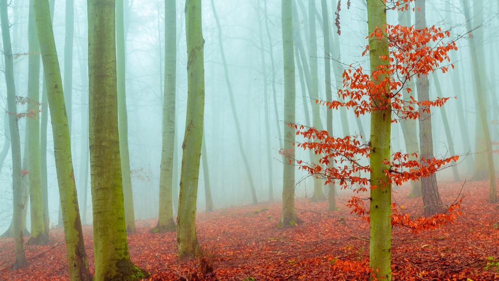 Red leaves in the fog wallpaper