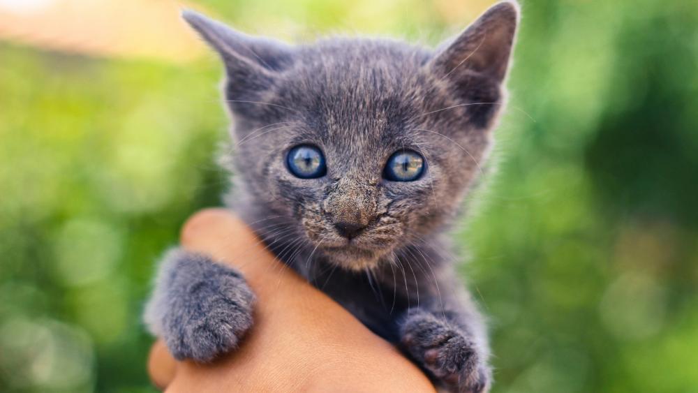 Gray kitten wallpaper