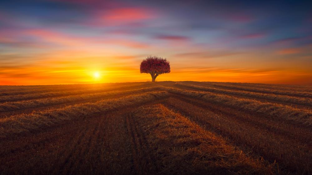 Lone tree in the field at sunset wallpaper