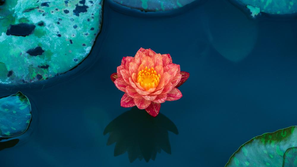 Beautiful lotus flower wallpaper