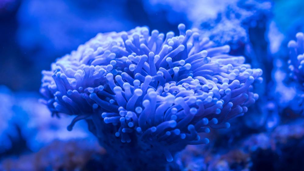Blue sea anemone wallpaper