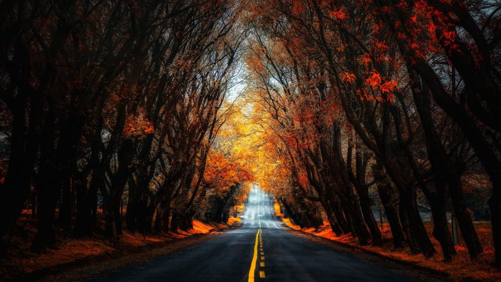 Fall tree lane wallpaper