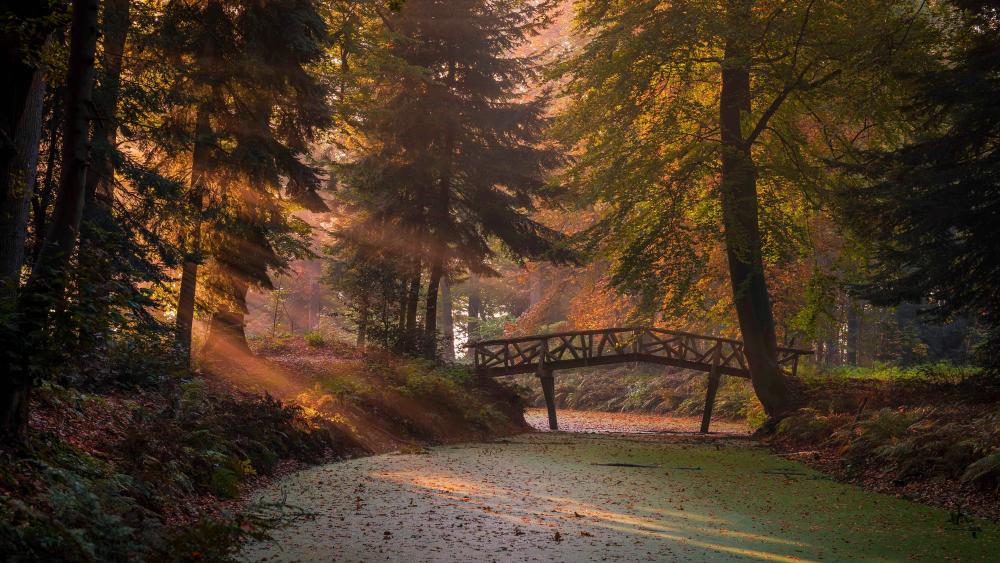 Autumnal Bridge in Enchanted Forest wallpaper