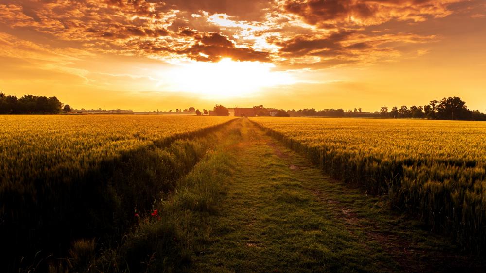 Sunset over the crop field wallpaper