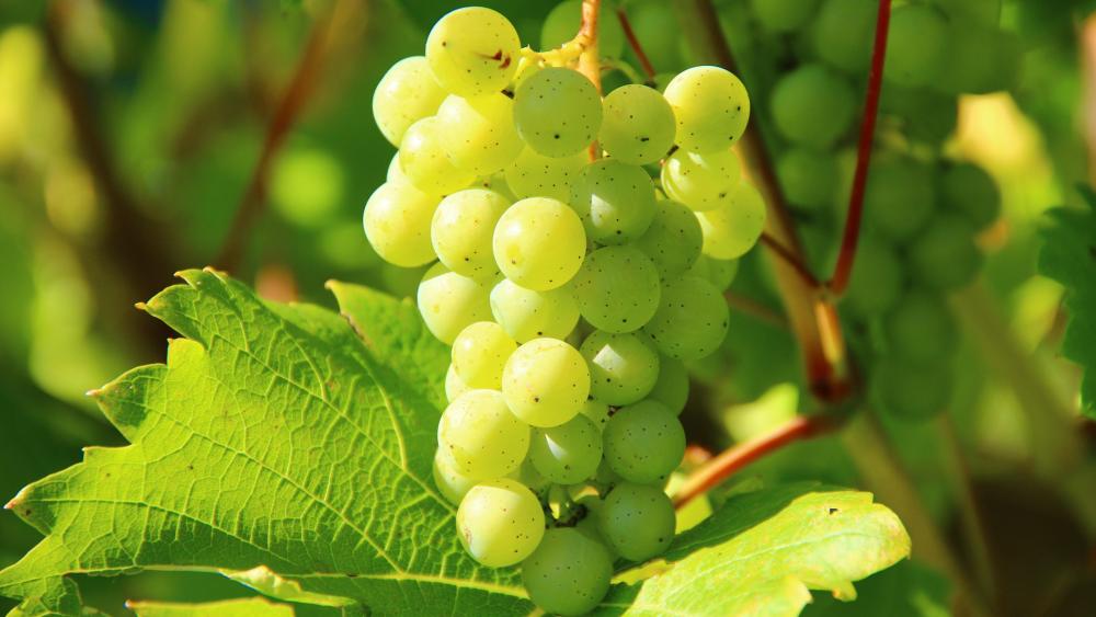 White wine grape wallpaper