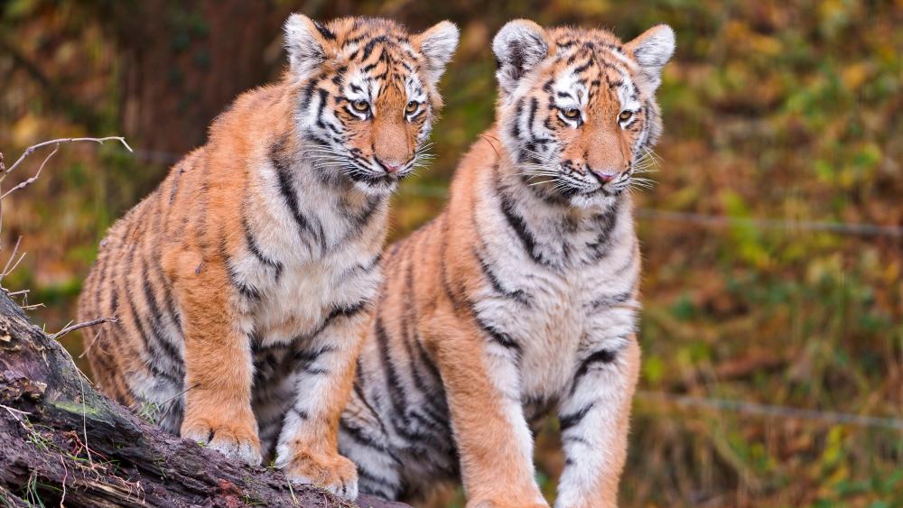 Tiger cubs wallpaper