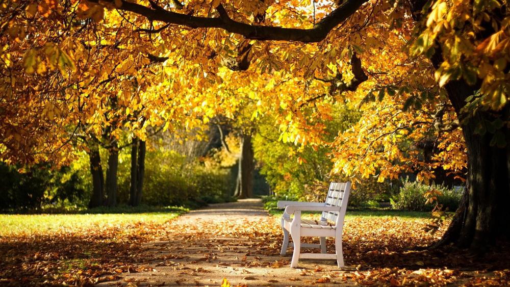 White bench in the autumn park wallpaper