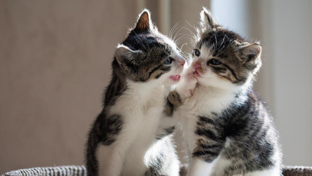Adorable Kitten Whisker Kisses wallpaper