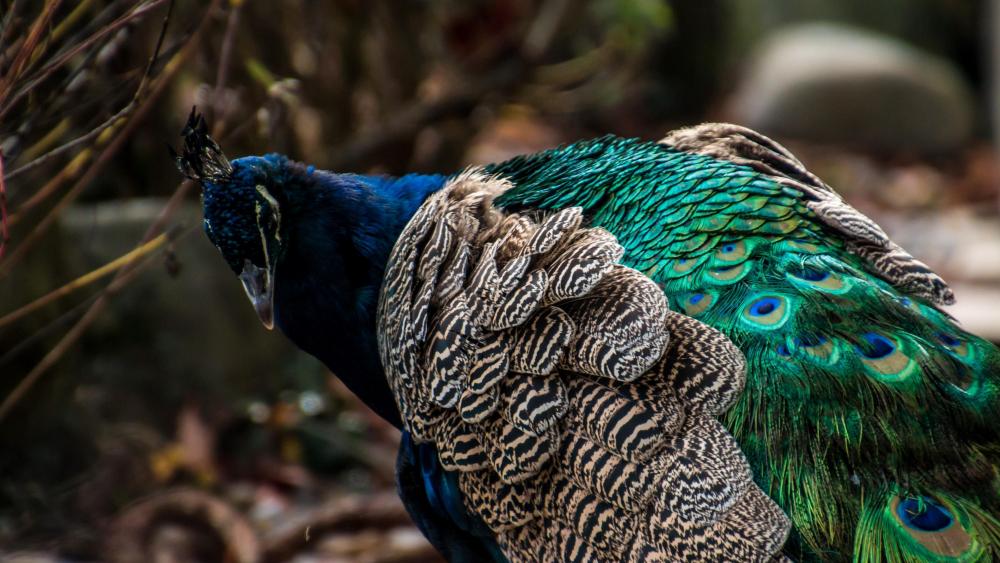Peacock Bird wallpaper