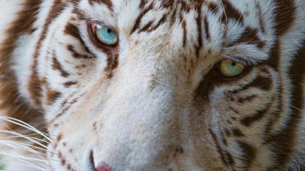 Tiger with heterochromia wallpaper