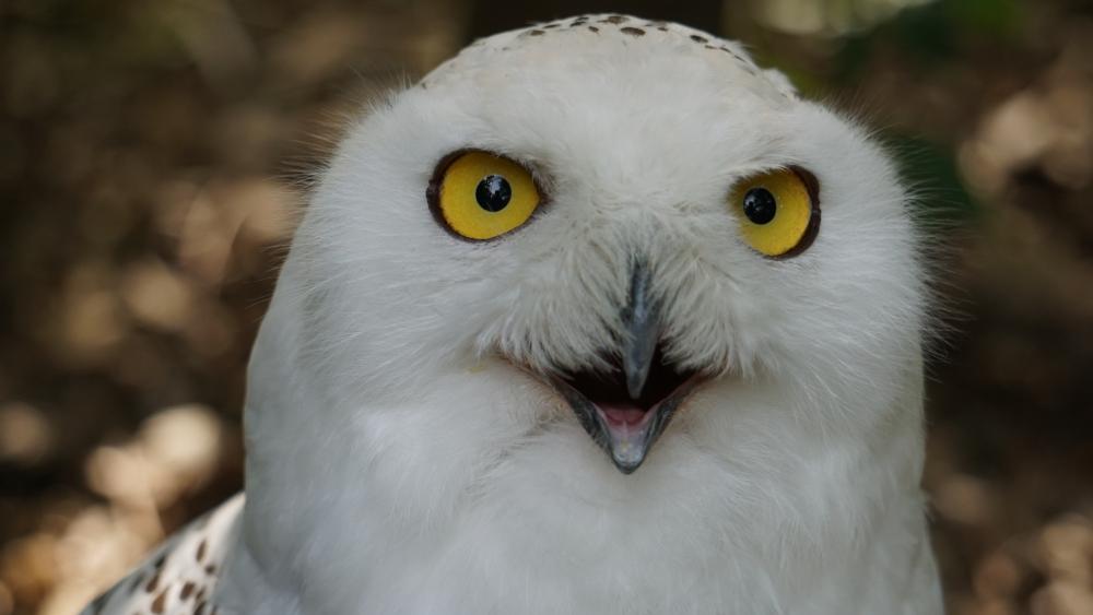 Snowy owl wallpaper