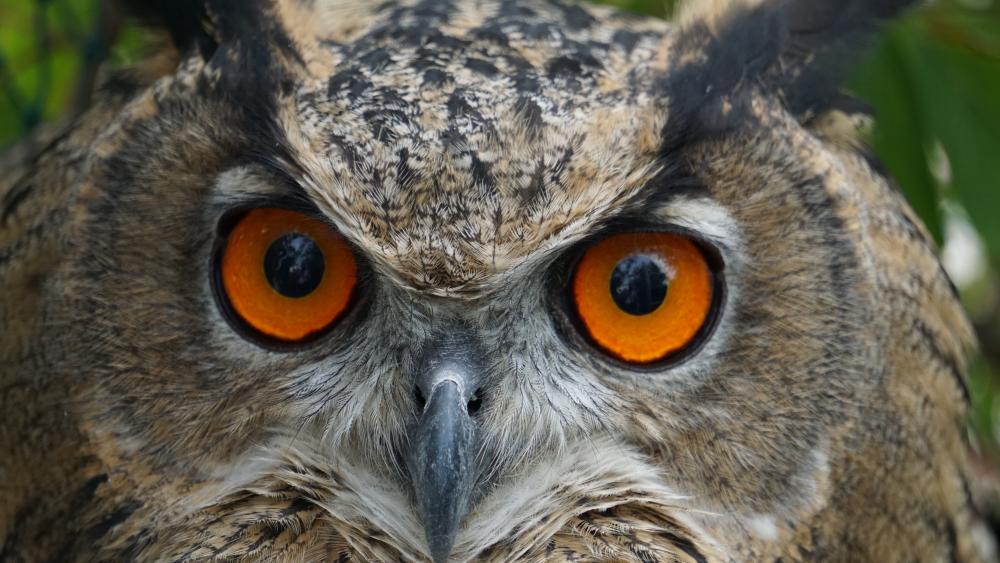 Great horned owl wallpaper