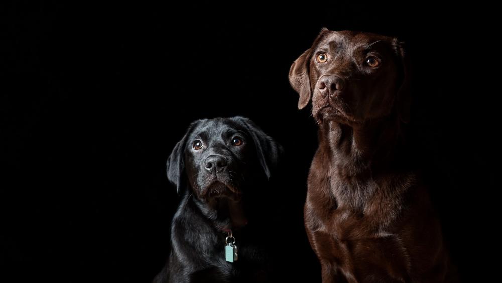 Black and brown dogs wallpaper