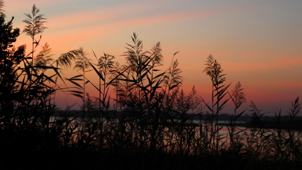 Reeds in the sunset wallpaper