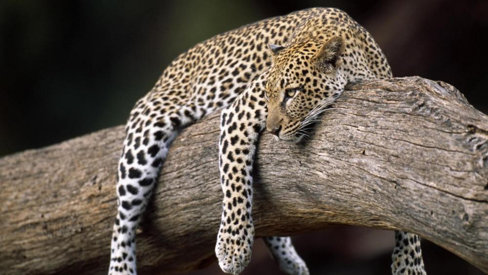 Lazy Leopard wallpaper