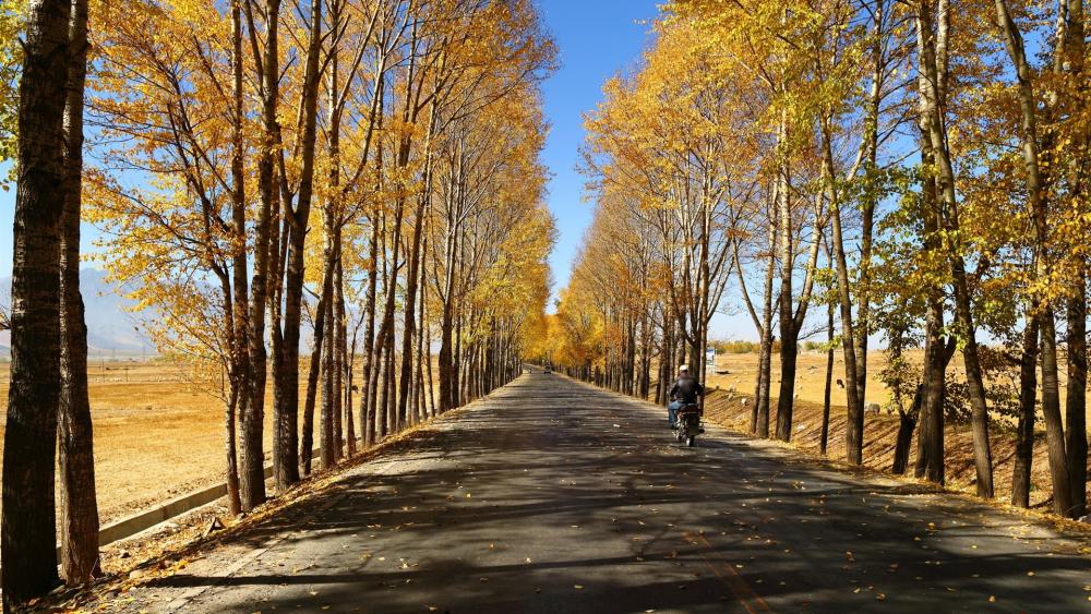 Gansu Corridor tree lane at fall wallpaper