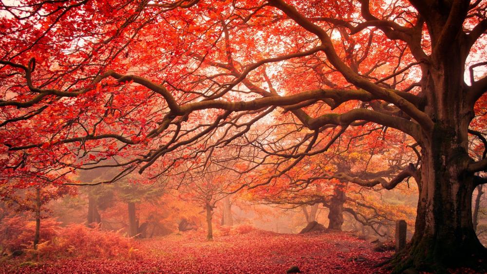 Red autumn trees wallpaper
