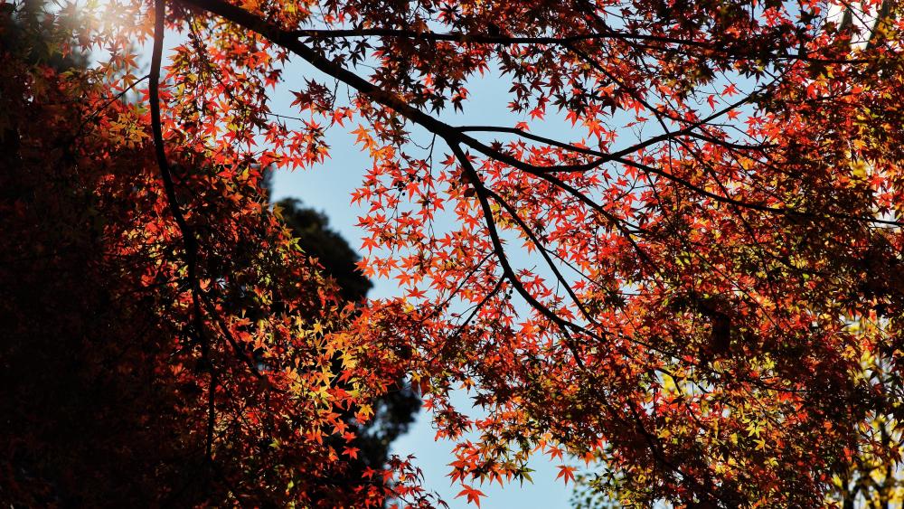 Red autumn leaves wallpaper