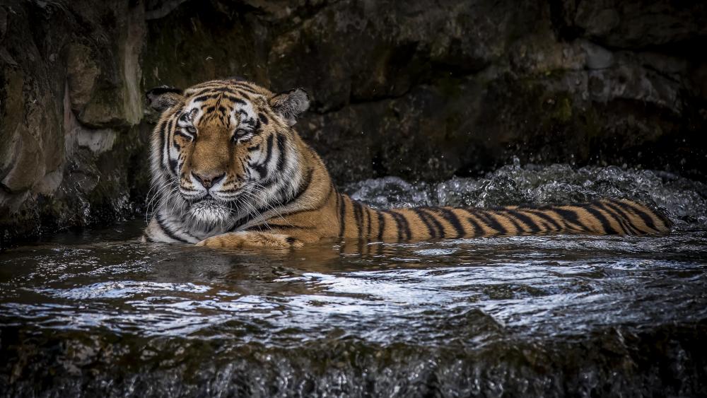 Siberian tiger in the water wallpaper