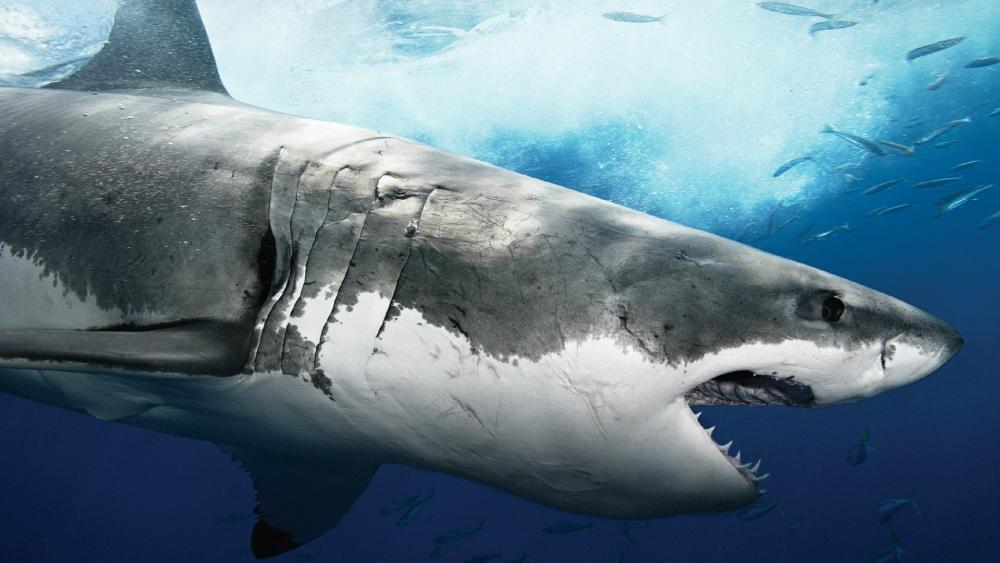 Great white shark wallpaper